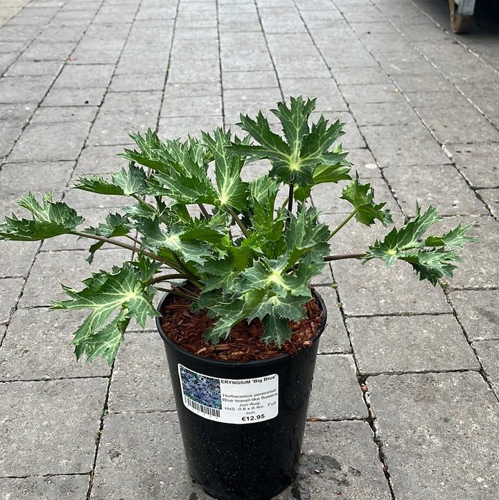 ERYNGIUM Big Blue