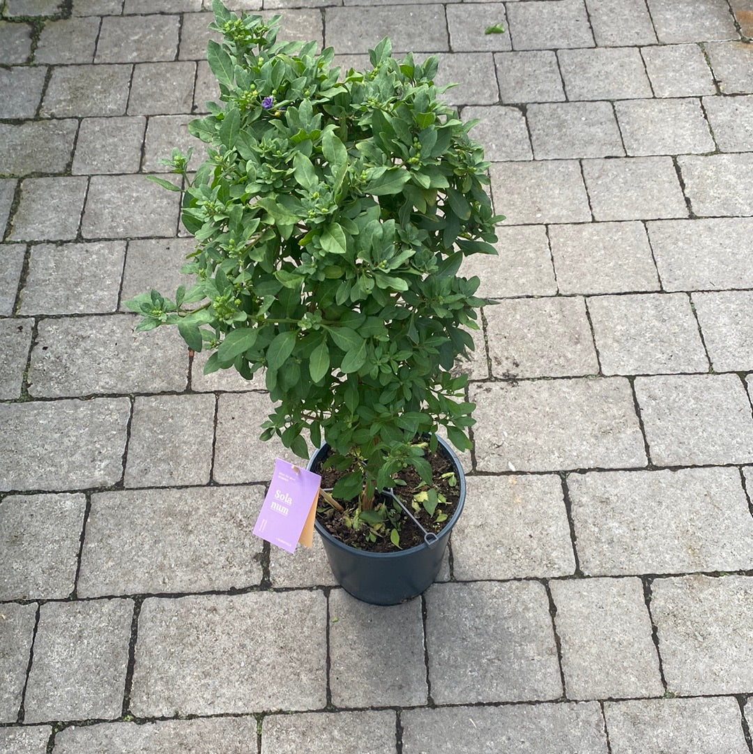 Solanum Blue Fountain  P19, on a stem