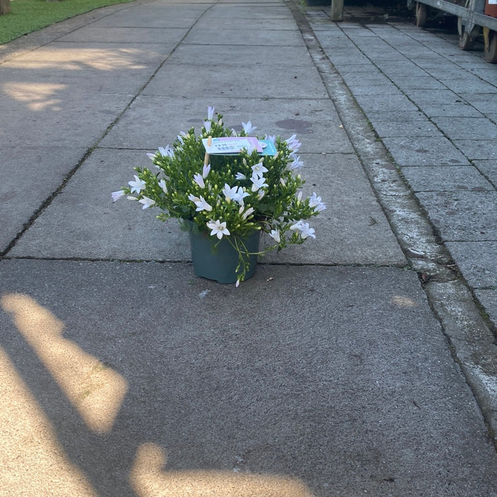 Campanula Ambella White