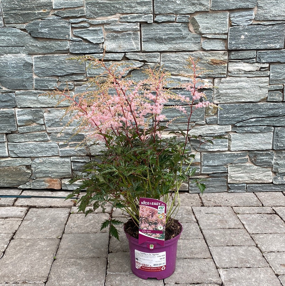 Astilbe-Sprite-Potted