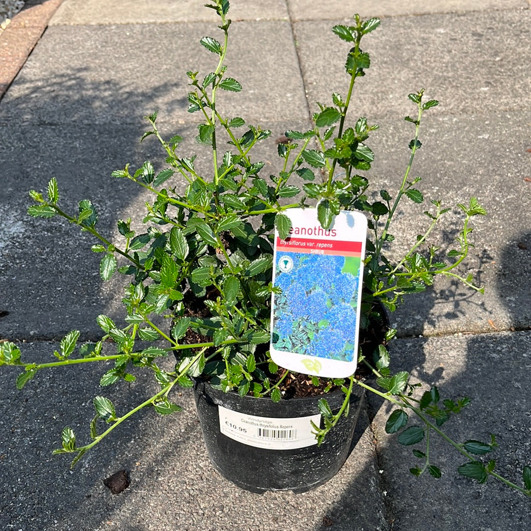 Ceanothus thry Repens