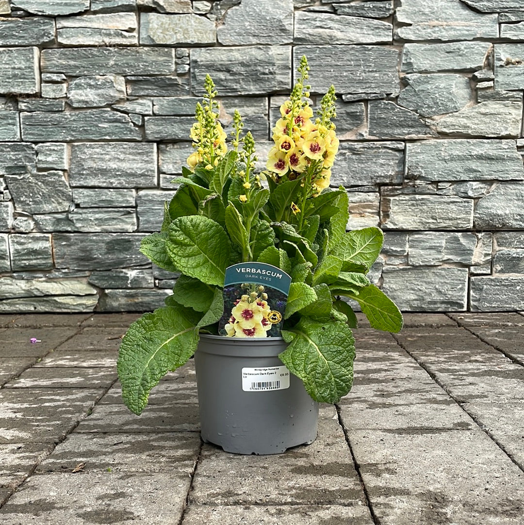 Verbascum-Dark-Eyes-2-Ltr-Potted-2