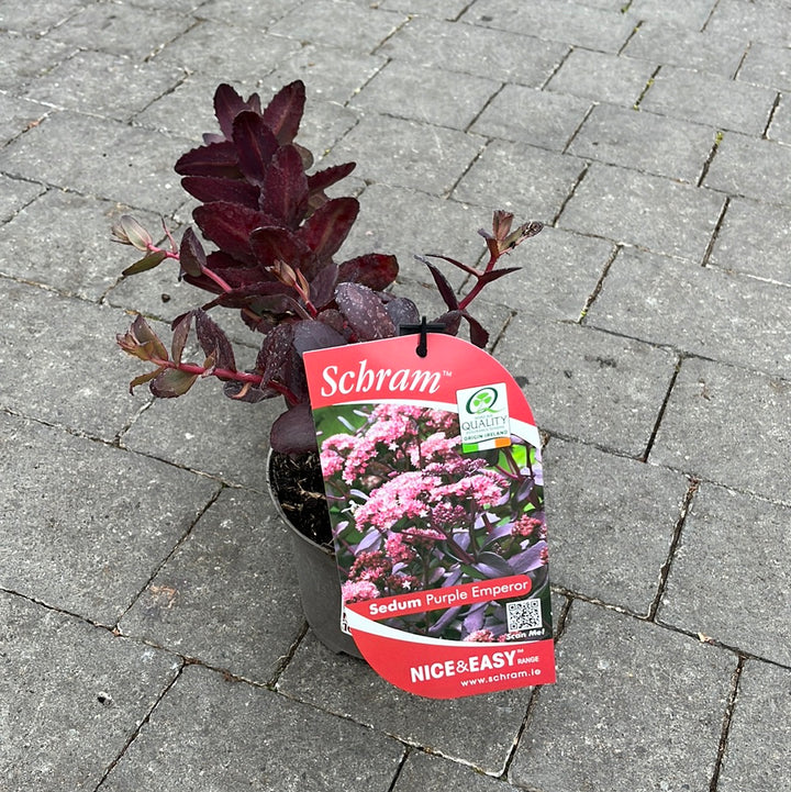 Stonecrops Sedum Purple Emperor (2Ltr Pot)