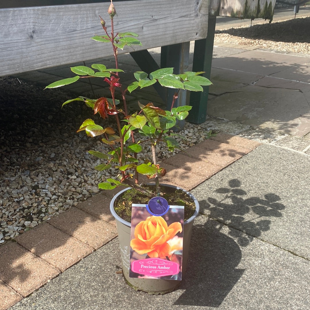 ROSA-PRECIOUS-AMBER-Floribunda-Potted-1