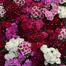 DIANTHUS IN VARIETIES