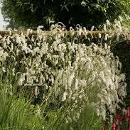 Sanguisorba-All-Time-High-Plant