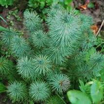 Pinus pinea Silver Crest