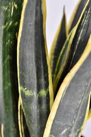 Mother In Laws Tongue Sansevieria Night Shade (12cm Pot)