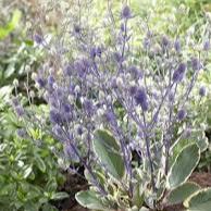 ERYNGIUM Jade Frost