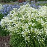 African Lily (Agapanthus Whitney)