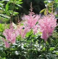 ASTILBE simp. Sprite