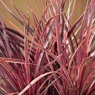 CORDYLINE banksii Electric Pink