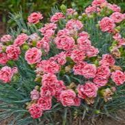 Dianthus Coral Reef