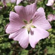 LAVATERA T. BARNSLEY