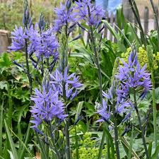 CAMASSIA leich Caerulea