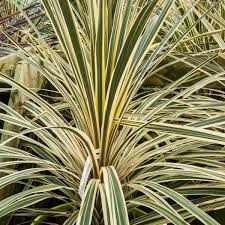 CORDYLINE A. LIME PASSION