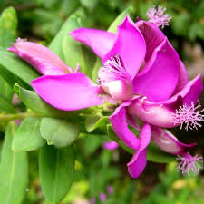 Polygala myrtifolia