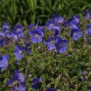 Cranesbill (Geranium Gravetye)