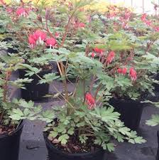 DICENTRA  Valentine