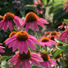 Echinacea purpurea Wild Berry