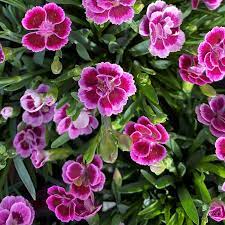 Dianthus Pink Kisses