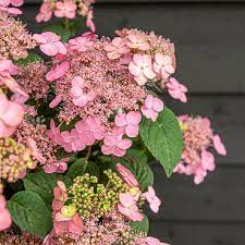 Hydrangea serr. Pink Petticoat  3 Ltr pot