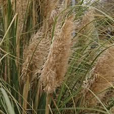 Cortaderia selloana