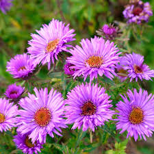 Aster Purple Dome