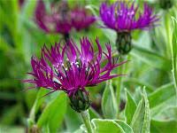 Mountain Cornflower Centaurea Amethyst Dream (2Ltr Pot)