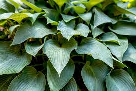 Hosta Halcyon