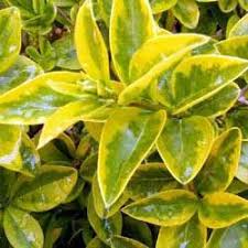 Golden Privet (Ligustrum Ovalifolium Aureum) 3 Ltr