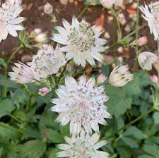 Astrantia maj. Shaggy