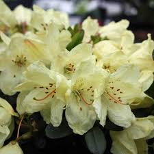 Rhododendron Wren