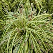 CAREX Moonfalls