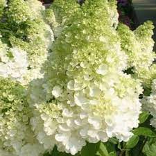 Hydrangea pan. Magical mix  3 Ltr pot