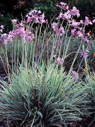 Society Garlic Tulbaghia Violacea Variegata (2Ltr Pot)