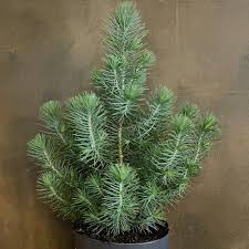 Pinus pinea Silver Crest