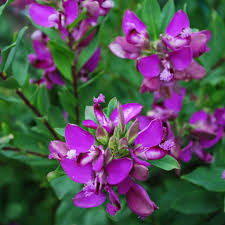 Polygala dalmaisiana