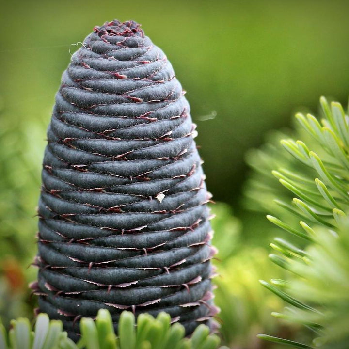 Abies koreana Silberlocke  30-40 CM