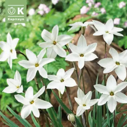 IPHEION ALBERTO CASTILLO X 15