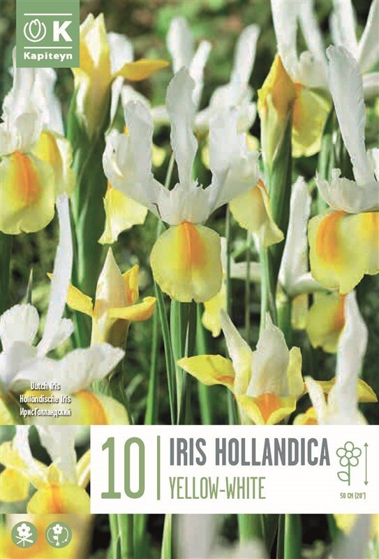 IRIS HOLLANDICA YELLOW WHITE X 10