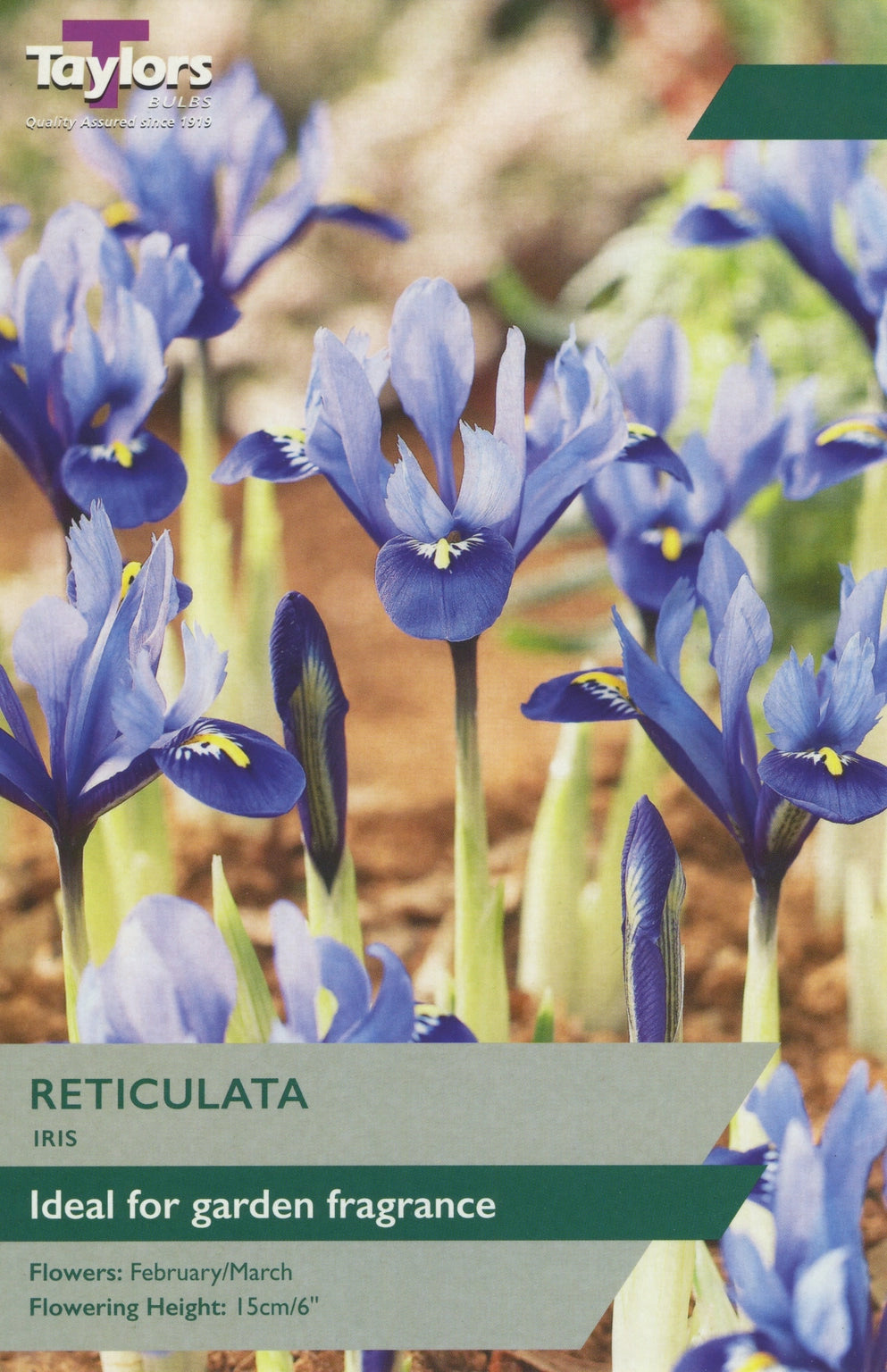 IRIS RETICULATA  BLUE NOTE X 10