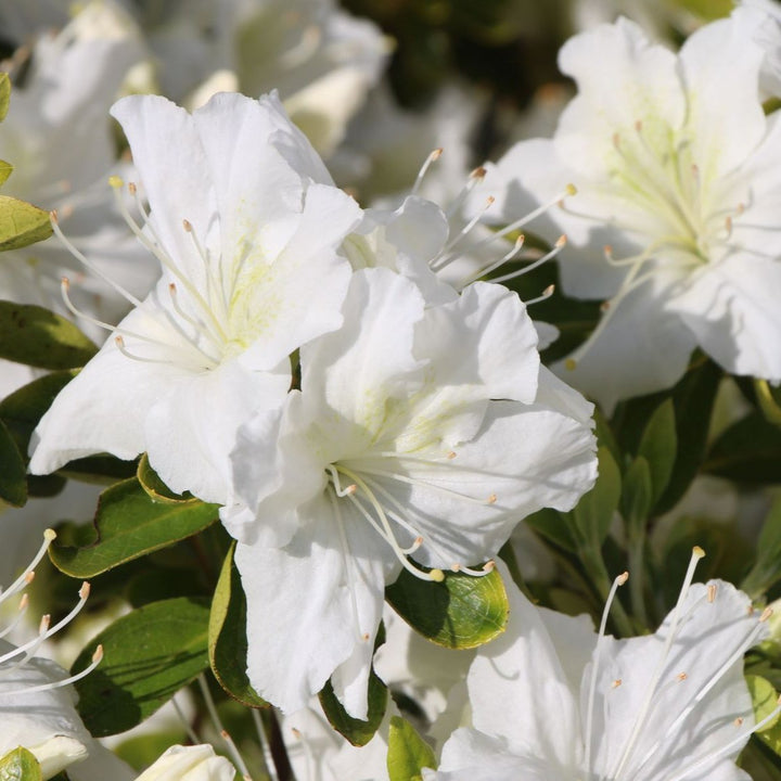 Azalea J. Schneewitchen