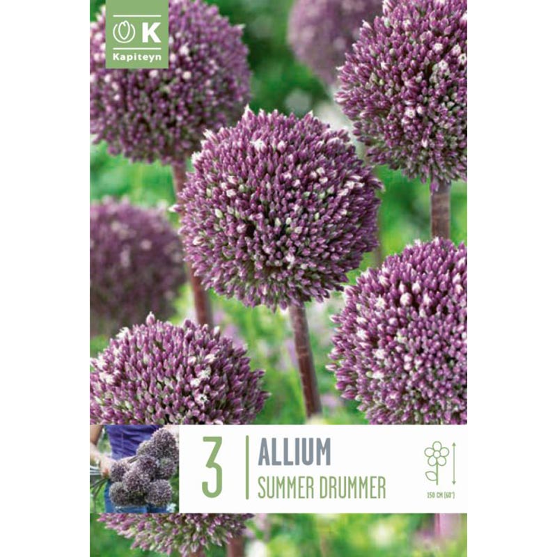 ALLIUM SUMMER DRUMMER X 3