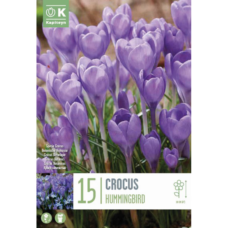 CROCUS SPECIE HUMMINGBIRD X 15