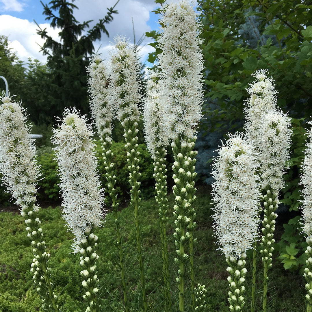 Blazing Star (Liatris Spicata Floristan White)