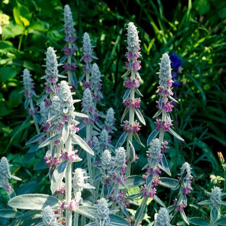 Stachys byzantina