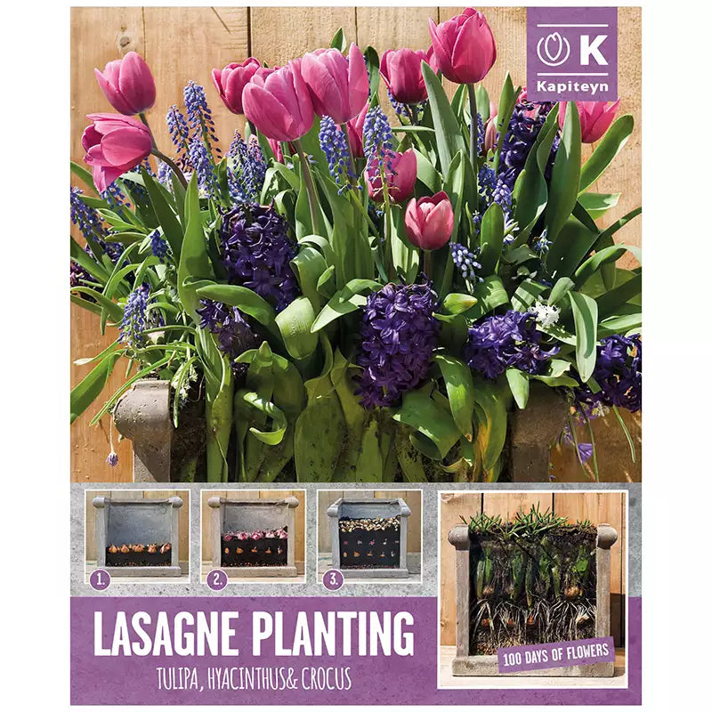 LASAGNE PLANTING PINK & BLUE X 40