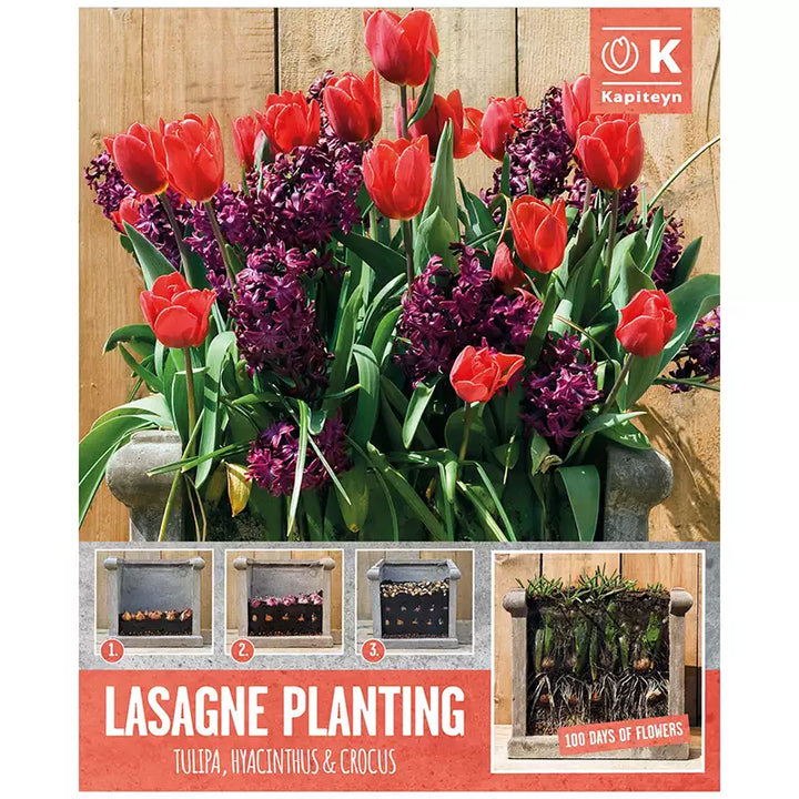 LASAGNE PLANTING RED & PURPLE X 40