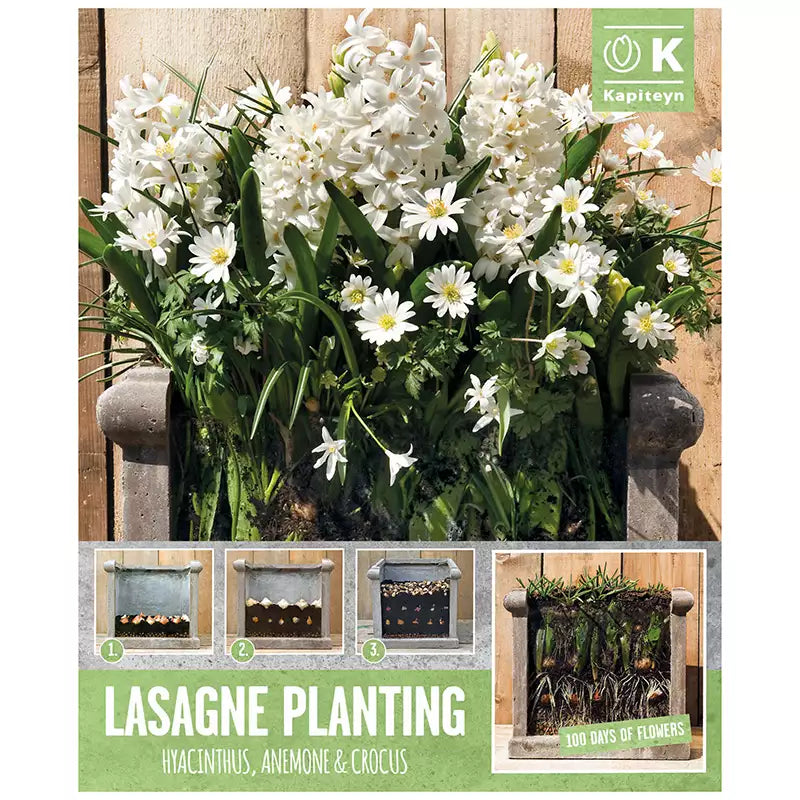 LASAGNE PLANTING WHITE X 30